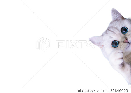 funny gray cat peeking with wide eyes on white background 125846003