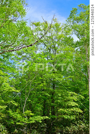 鬱鬱蔥蔥的山毛櫸森林風景、高原上的田代濕原、奧利根水源森林、水上町 鬱鬱蔥蔥的山毛櫸森林風景、高原上的田代濕原、奧利根水源森林、水上町 125846014