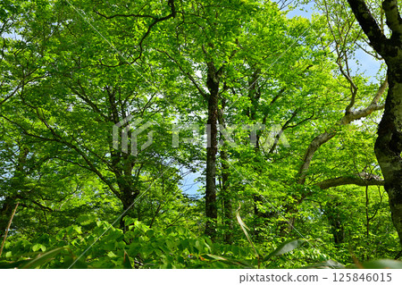 鬱鬱蔥蔥的山毛櫸森林風景、高原上的田代濕原、奧利根水源森林、水上町 125846015