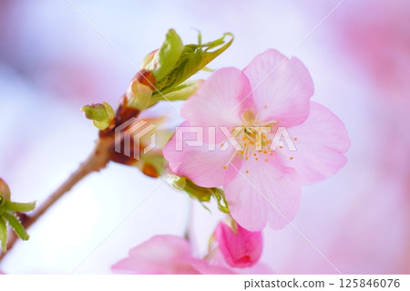 Kawazu cherry blossoms bathed in spring sunlight Kawazu cherry blossoms bathed in spring sunlight 125846076