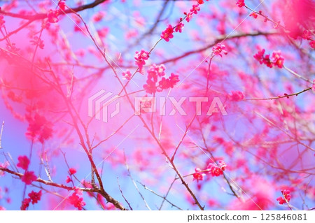 Red plum blossoms shining against the blue sky 125846081