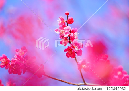 Red plum blossoms shining against the blue sky 125846082
