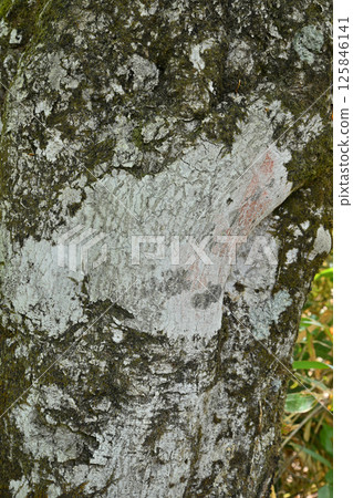 Primeval beech forest, Tashiro Marshland Promenade, Okutone Water Source Forest, Minakami Town Primeval beech forest, Tashiro Marshland Promenade, Okutone Water Source Forest, Minakami Town 125846141
