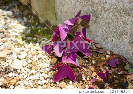Shadow and Light, Oxalis triangularis 125846234