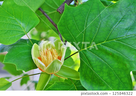 從上方看的鵝掌楸花(春季,五月) 從上方看的鵝掌楸花(春季,五月) 125846322