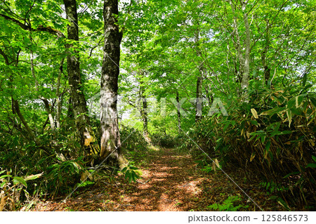 A view of lush green beech forests, Tashiro Marshland Promenade, Okutone Water Source Forest, Minakami Town A view of lush green beech forests, Tashiro Marshland Promenade, Okutone Water Source Forest, Minakami Town 125846573