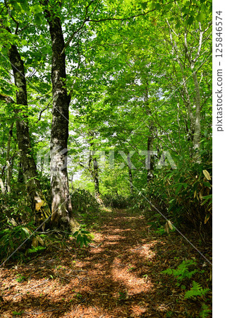 A view of lush green beech forests, Tashiro Marshland Promenade, Okutone Water Source Forest, Minakami Town 125846574