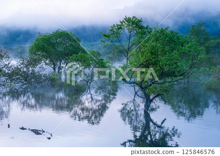 白川湖被淹沒的森林 125846576