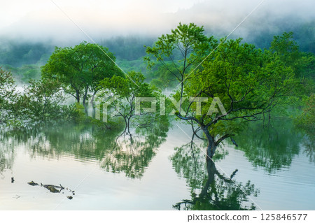 白川湖被淹沒的森林 125846577