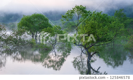 白川湖被淹沒的森林 125846578