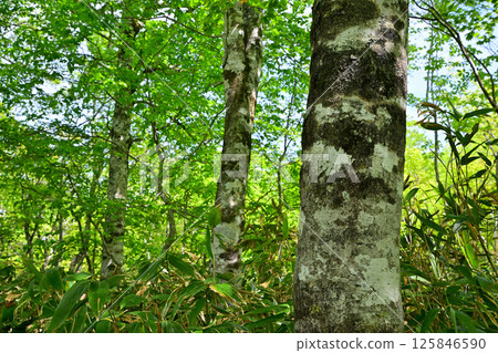A view of lush green beech forests, Tashiro Marshland Promenade, Okutone Water Source Forest, Minakami Town 125846590