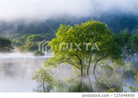 白川湖被淹沒的森林 125846600