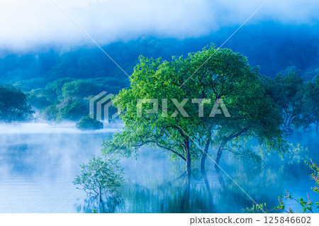 Submerged forest of Shirakawa lake 125846602