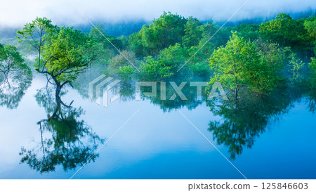 白川湖被淹沒的森林 125846603