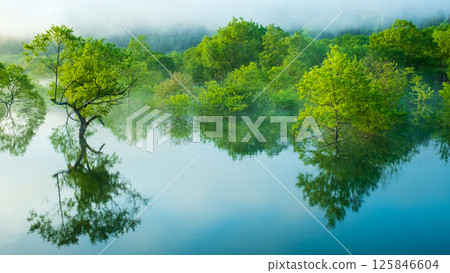 白川湖被淹沒的森林 125846604