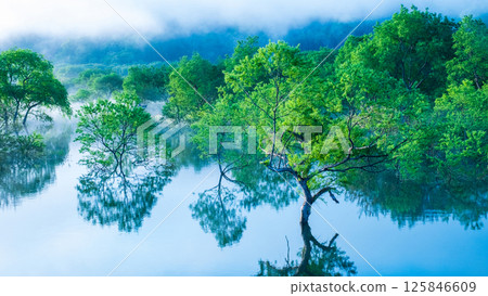 Submerged forest of Shirakawa lake 125846609