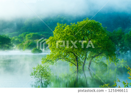 白川湖被淹沒的森林 125846611