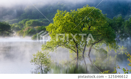 Submerged forest of Shirakawa lake 125846612