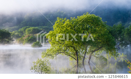 Submerged forest of Shirakawa lake 125846615