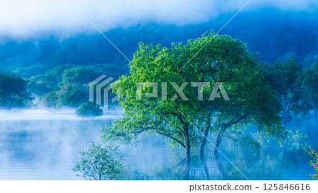 白川湖被淹沒的森林 125846616