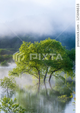 Submerged forest of Shirakawa lake 125846618