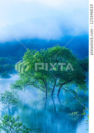 白川湖被淹沒的森林 125846619