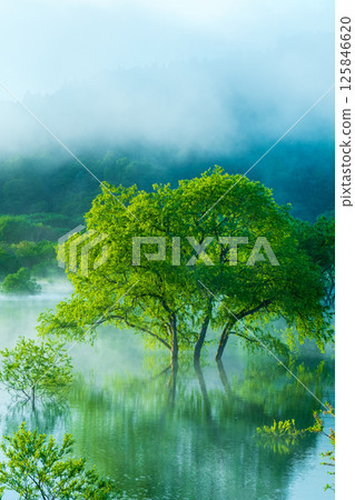 白川湖被淹沒的森林 125846620