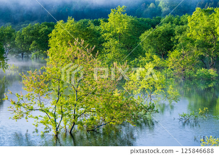 Submerged forest of Shirakawa lake 125846688