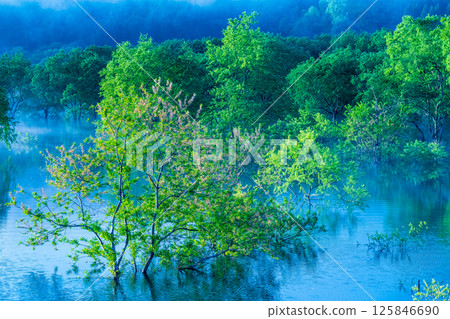 Submerged forest of Shirakawa lake 125846690
