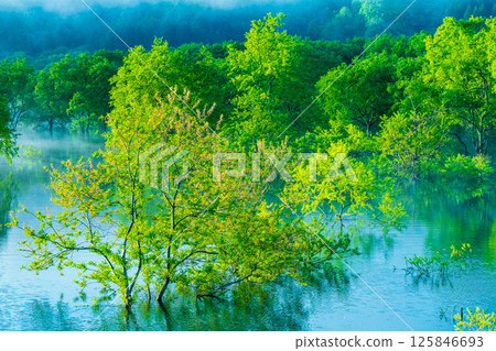 白川湖被淹沒的森林 125846693