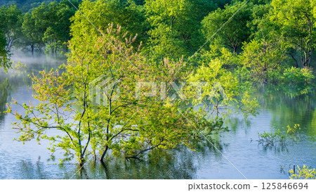 Submerged forest of Shirakawa lake 125846694