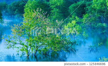 Submerged forest of Shirakawa lake Submerged forest of Shirakawa lake 125846696