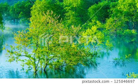 白川湖被淹沒的森林 125846697