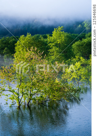 白川湖被淹沒的森林 125846698