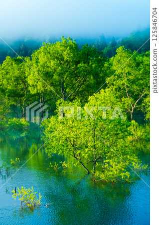 白川湖被淹沒的森林 125846704