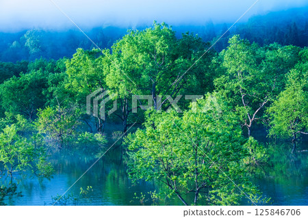 Submerged forest of Shirakawa lake 125846706