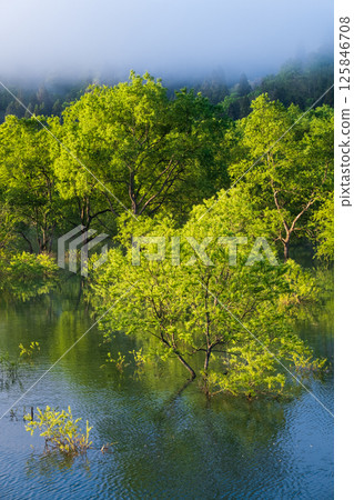 Submerged forest of Shirakawa lake 125846708