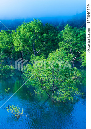 Submerged forest of Shirakawa lake 125846709