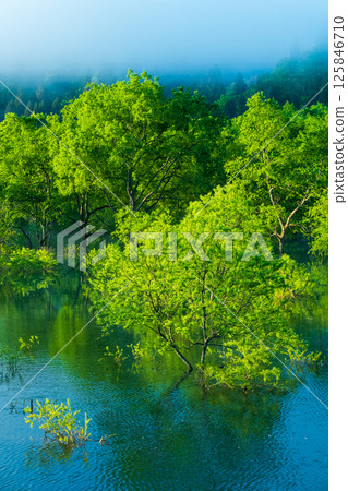 Submerged forest of Shirakawa lake 125846710