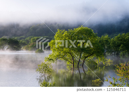 白川湖被淹沒的森林 125846711