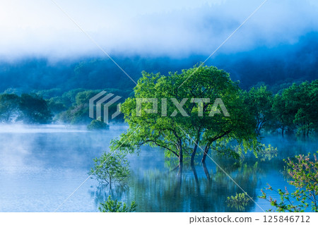 白川湖被淹沒的森林 125846712