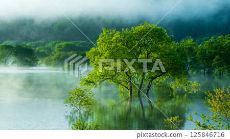 白川湖被淹沒的森林 125846716