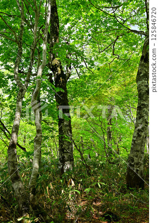 A view of lush green beech forests, Tashiro Marshland Promenade, Okutone Water Source Forest, Minakami Town A view of lush green beech forests, Tashiro Marshland Promenade, Okutone Water Source Forest, Minakami Town 125846720