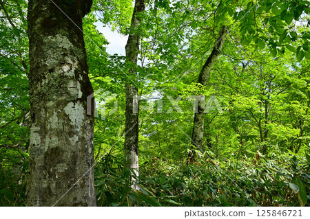 A view of lush green beech forests, Tashiro Marshland Promenade, Okutone Water Source Forest, Minakami Town A view of lush green beech forests, Tashiro Marshland Promenade, Okutone Water Source Forest, Minakami Town 125846721
