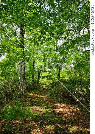A view of lush green beech forests, Tashiro Marshland Promenade, Okutone Water Source Forest, Minakami Town 125846723