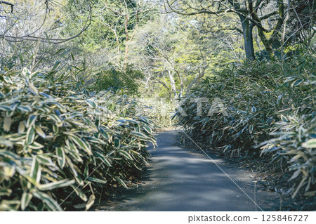 東京都文京區六義園杜鵑茶屋地區熊篤散步道 125846727