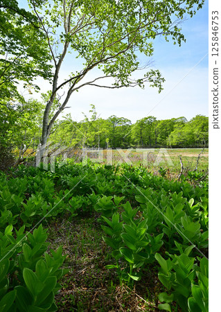 田代濕原：群馬縣初夏時節，森林地面上生長著一簇百合花 125846753