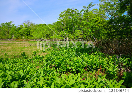 Tashiro Marshland: A cluster of lilies growing on the forest floor, a view from early summer, Gunma Prefecture Tashiro Marshland: A cluster of lilies growing on the forest floor, a view from early summer, Gunma Prefecture 125846754