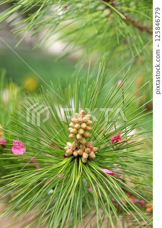 東京城市景觀:佃公園的黑松花 東京城市景觀:佃公園的黑松花 125846779