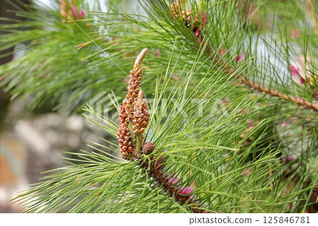 東京城市景觀：佃公園的黑松花 125846781